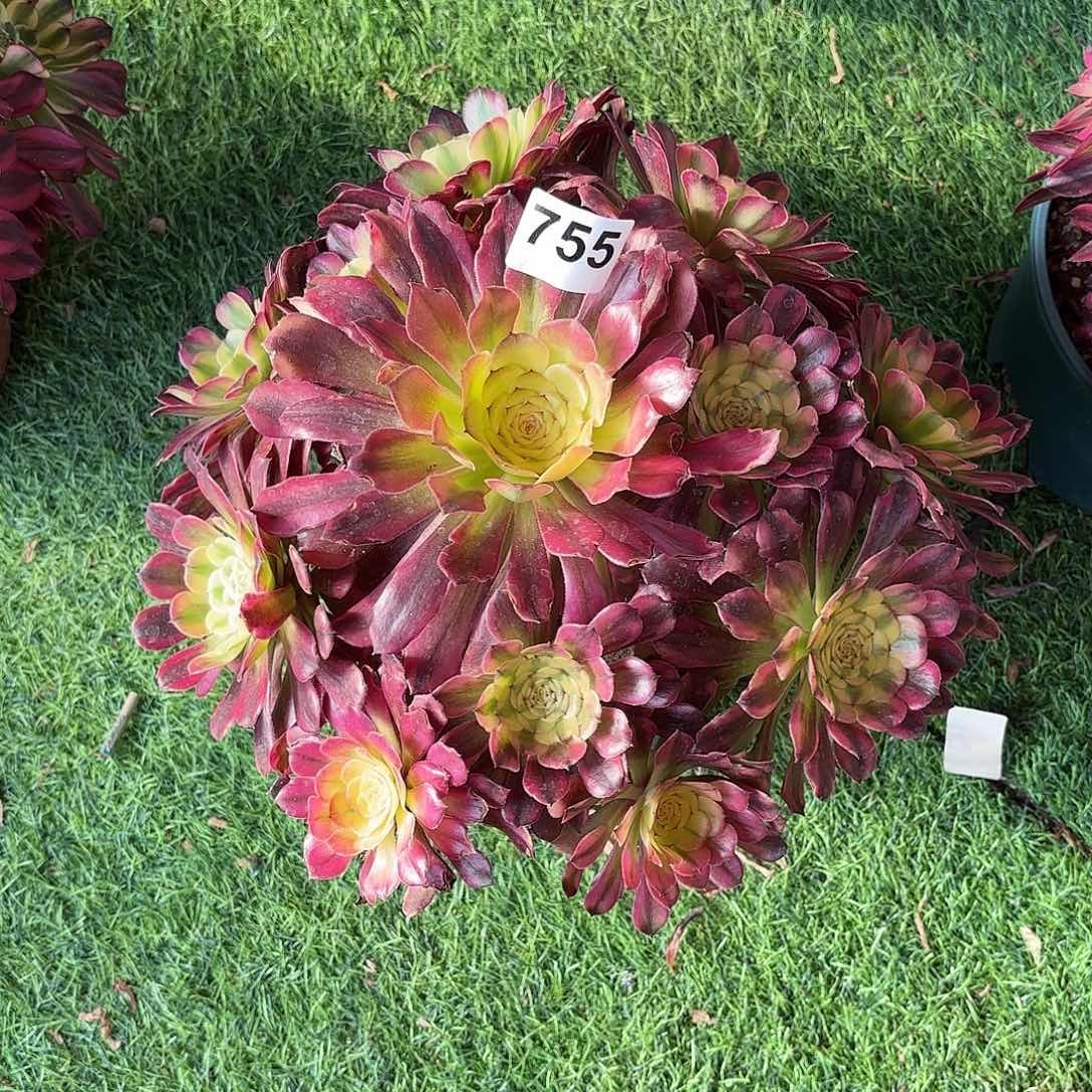 多肉法师维纳斯25.8