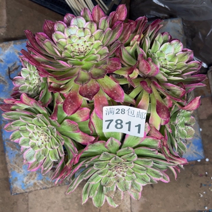 7811粉丝绒多肉植物