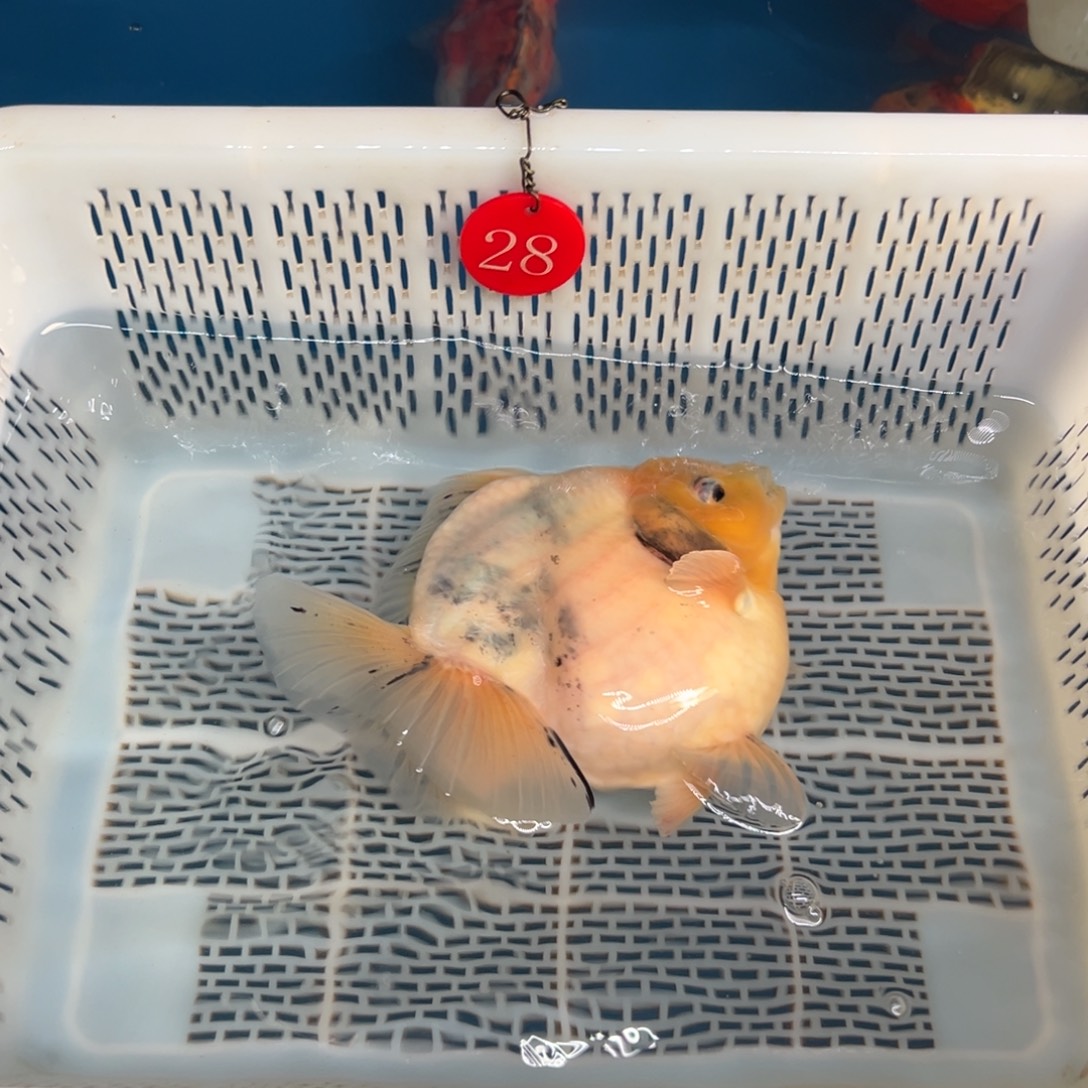 小***傲金鱼你好吗我好想你