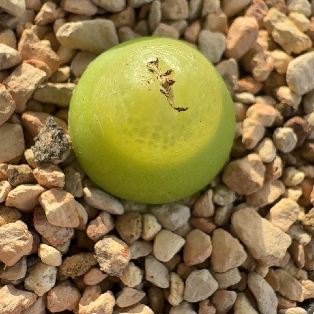 云缦精品番杏6.8 五年大葫芦1.5cm