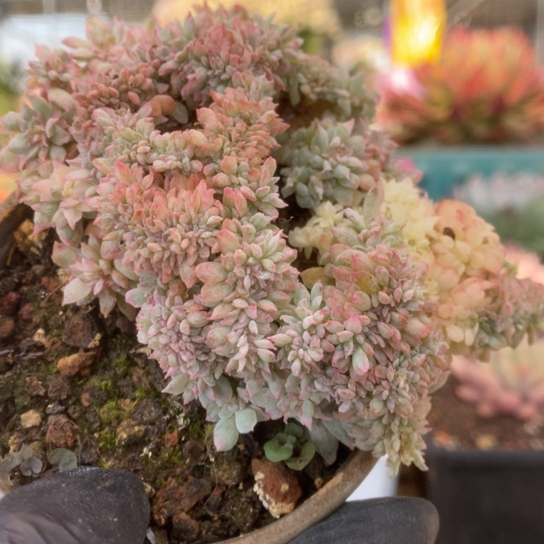 048火焰杯锦锦锦锦锦锦