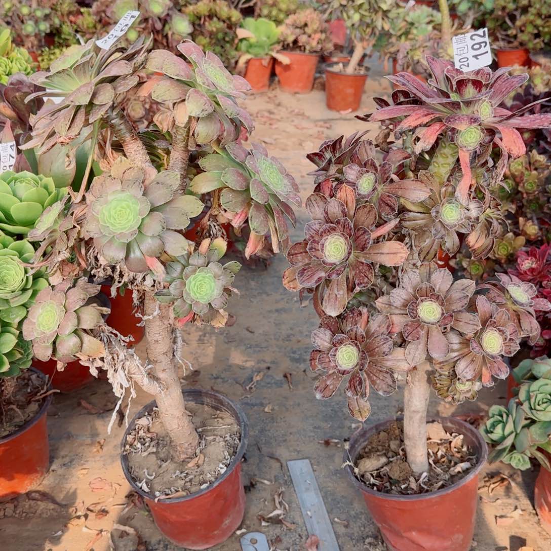 金缕191+拉丝锦192三年桩包邮断枝不包