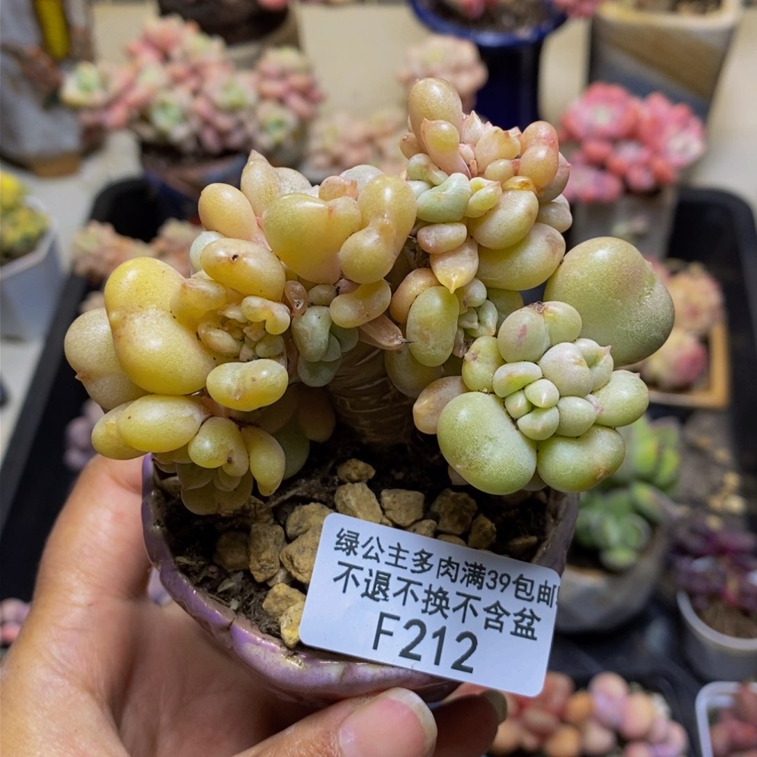 212比尔盖茨多肉7c m