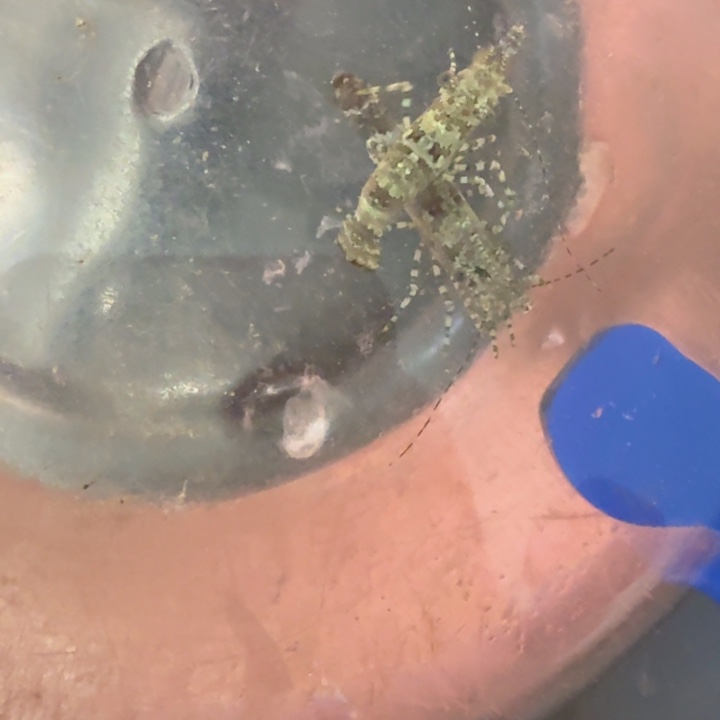 y***w奶嘴海葵假绵阳2222