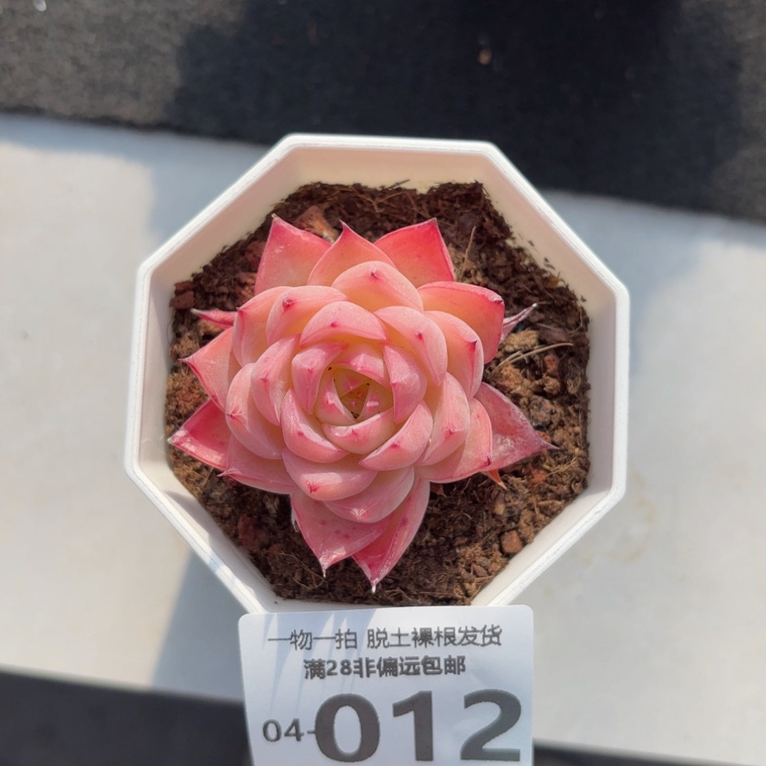 粉水晶多肉多肉多肉