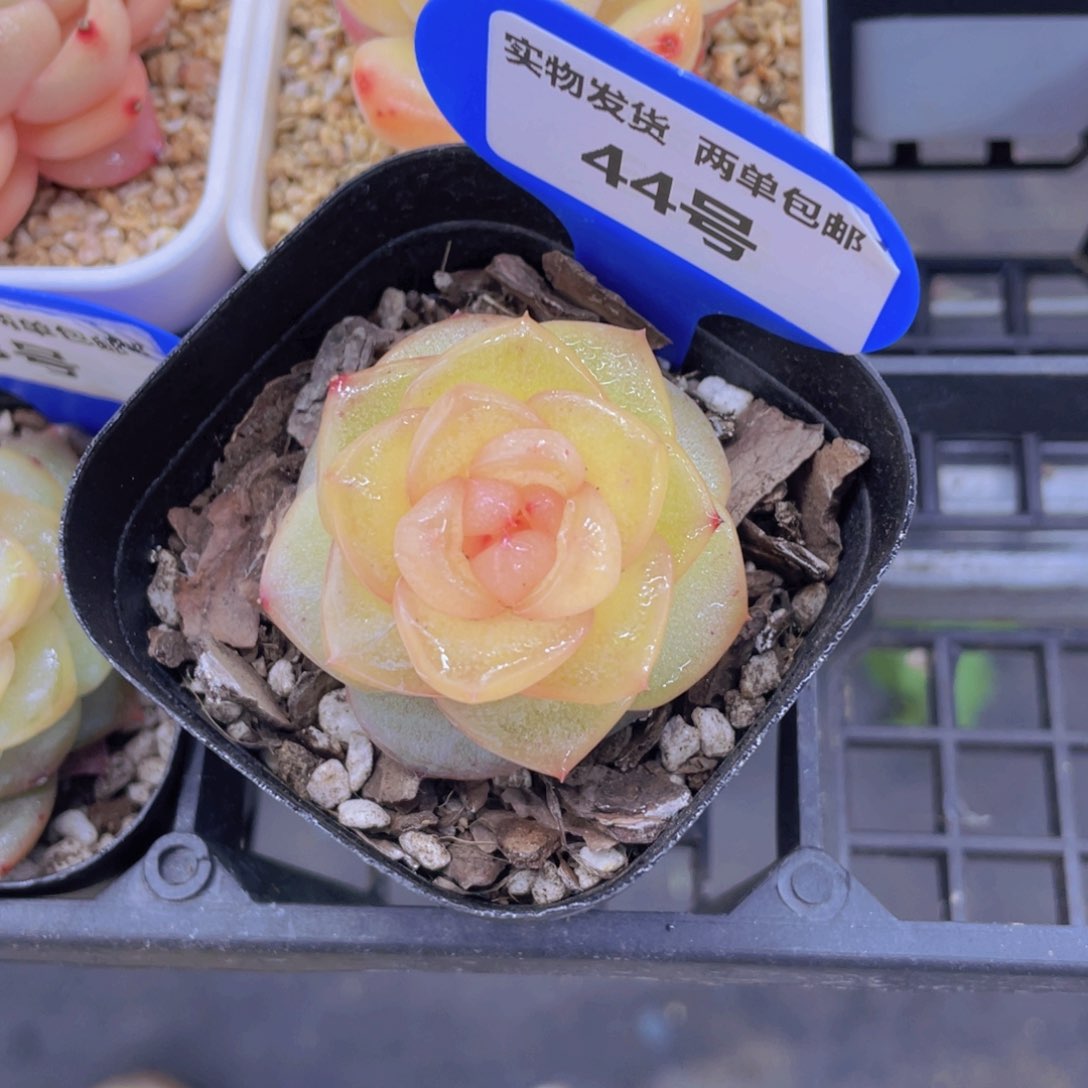 44号冰透珍妮新品