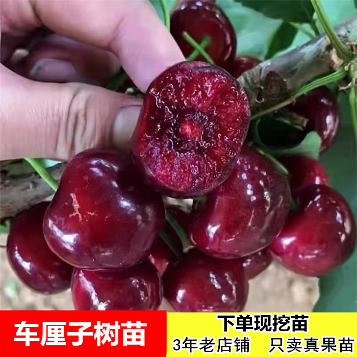 车厘子大樱桃树苗   南方北方种植 盆栽地栽果树苗子