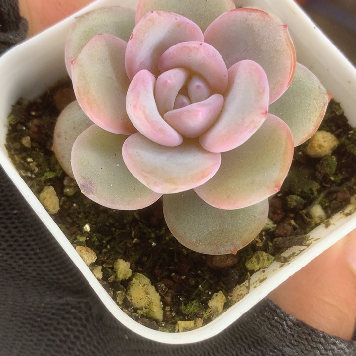 奶茶 韩版2颗。包邮。多肉