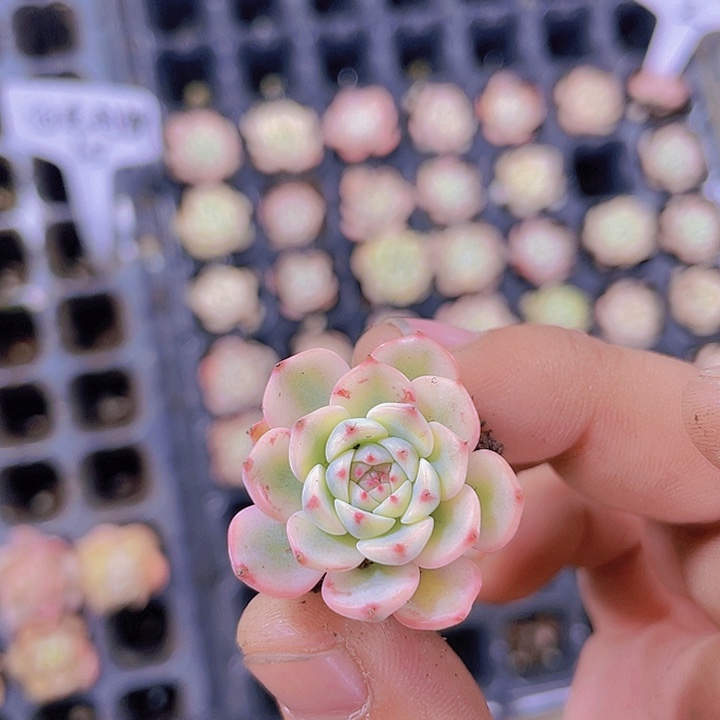 姬连锦【满10颗包邮】