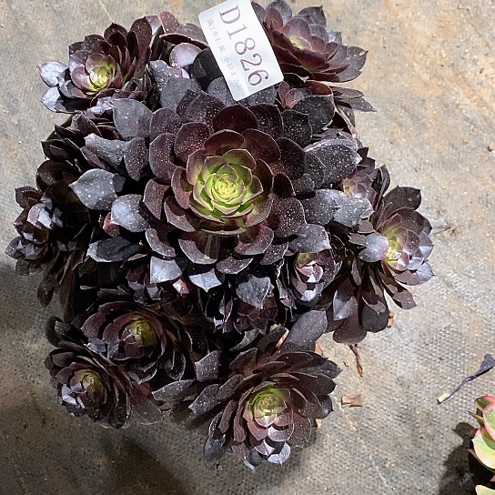 1826赤焰莲多肉法师锦