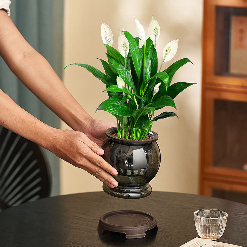 水培美酒白掌一帆风顺（不带托盘）