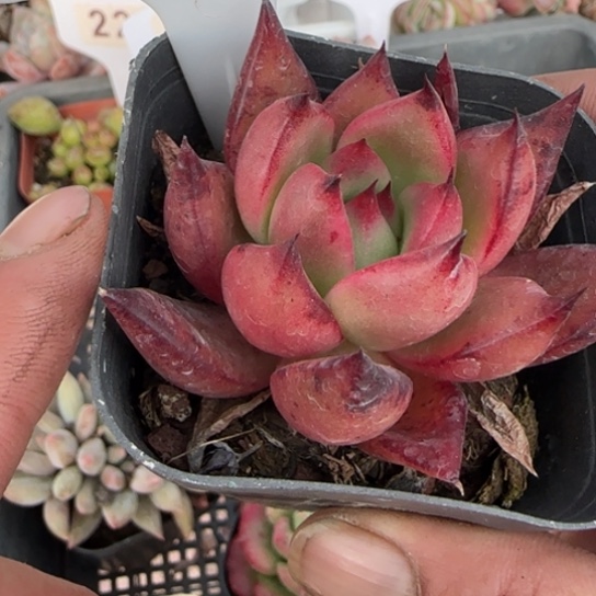 244佛兰克一物一拍多肉