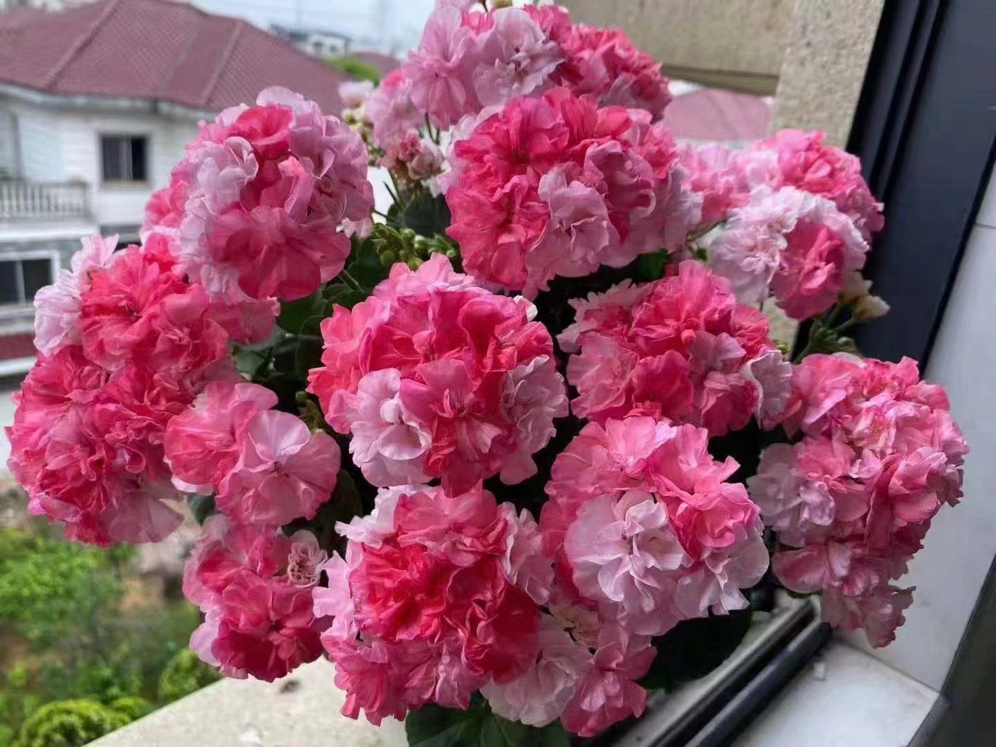 直立天竺葵【比尔宝石】，12厘米双色盆花苗，满30元包邮