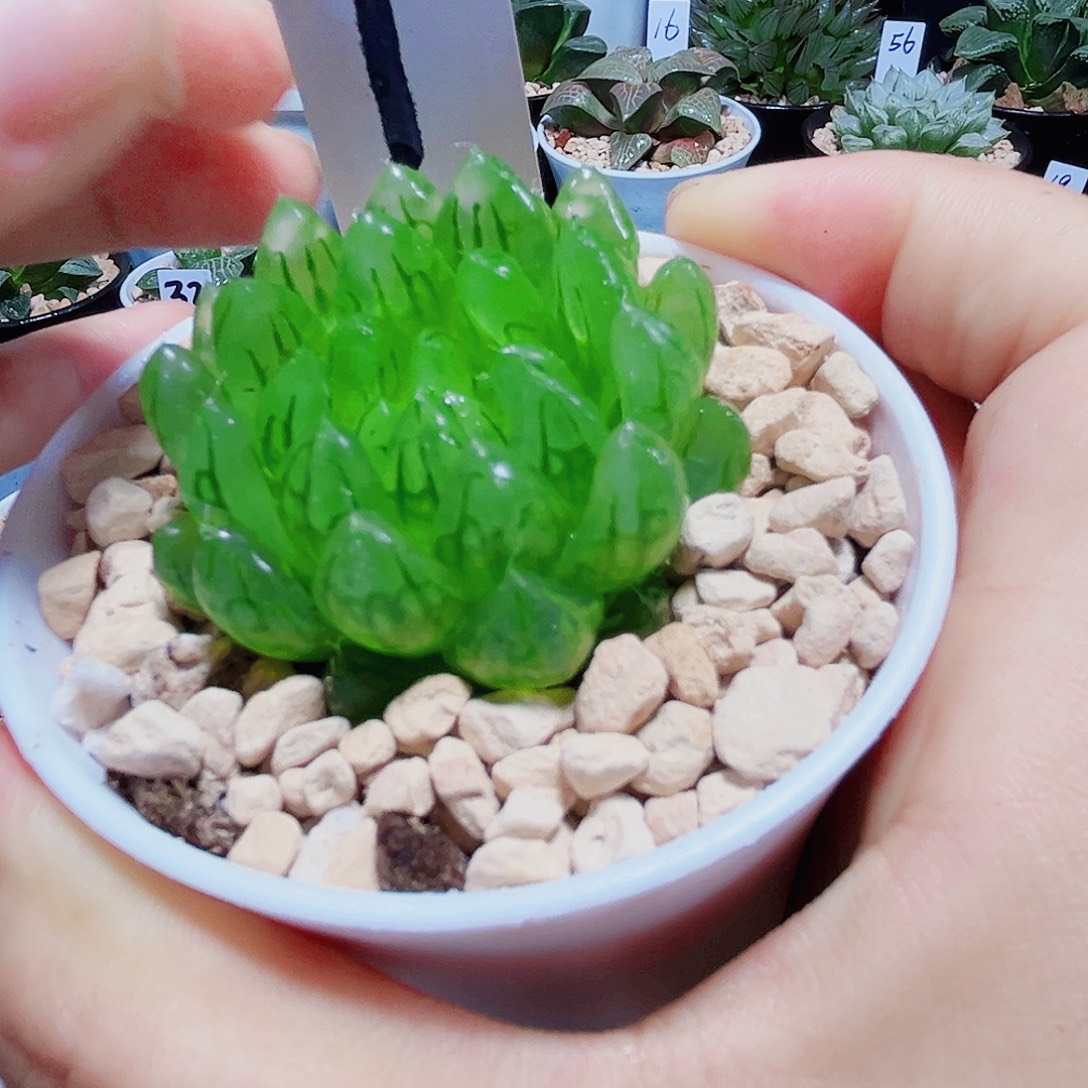 蝉翼玉露多肉植物6666