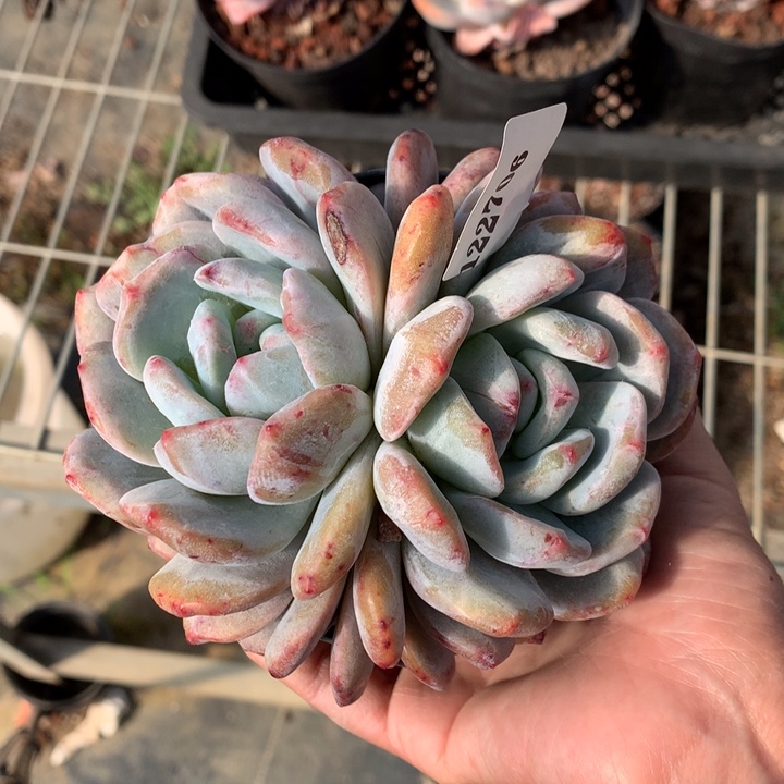 122706双头石化嗯嗯嗯嗯嗯好