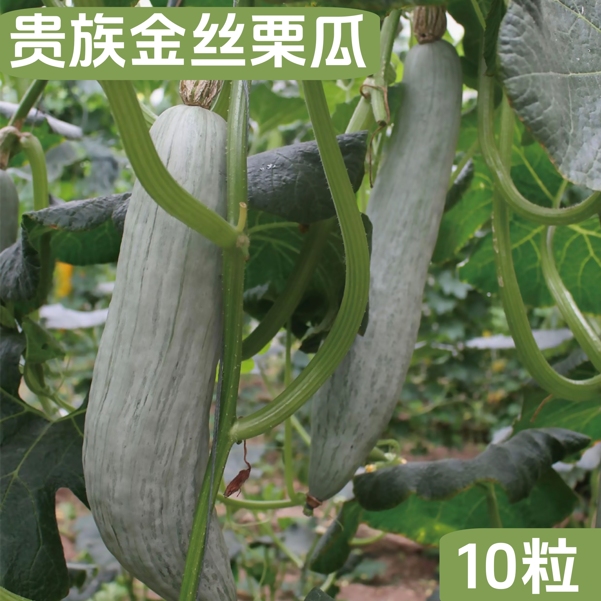 贵族金丝栗瓜种子香甜可口蒸食口感好粉糯好吃家庭种植小李在菜园