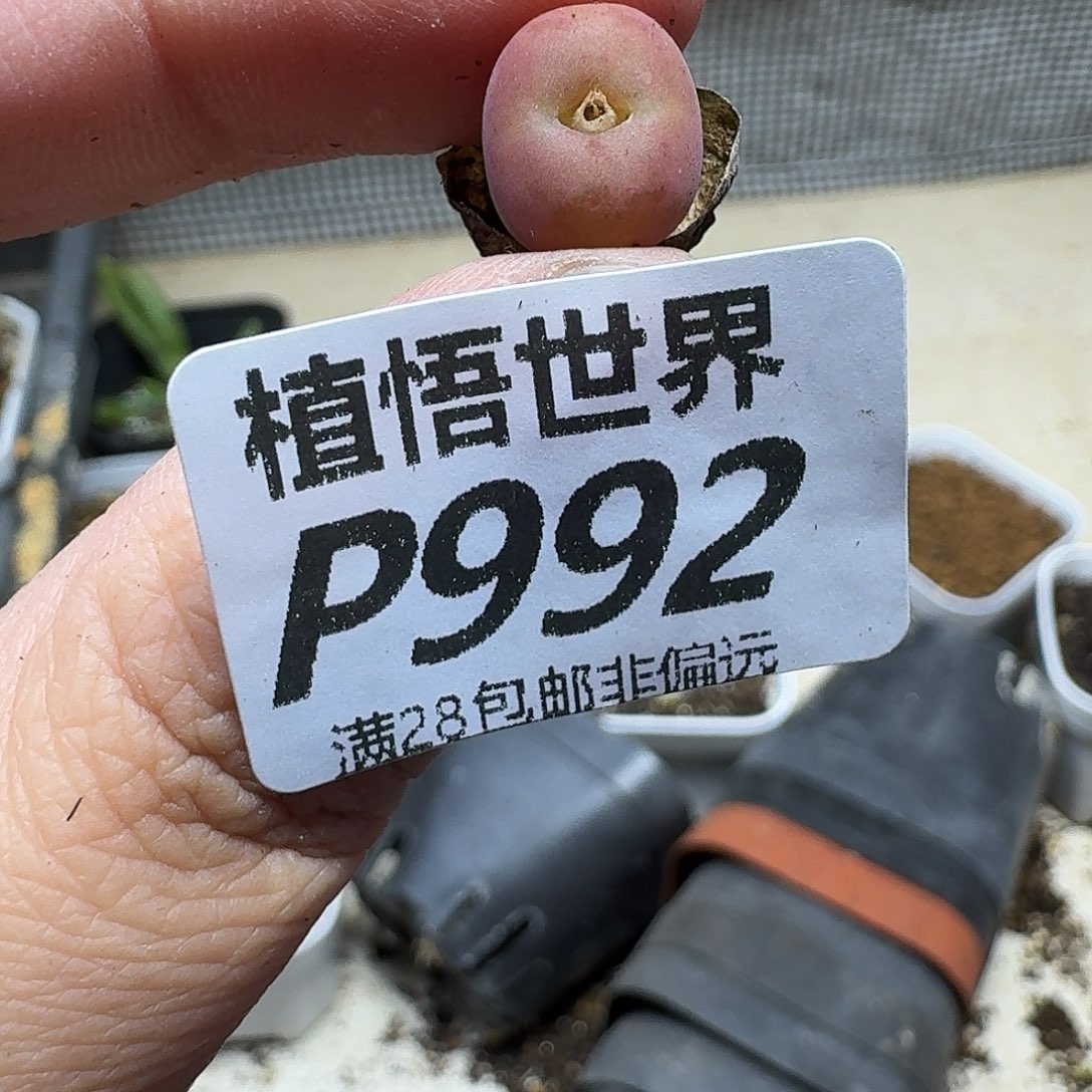 多肉植物的人生ghhj