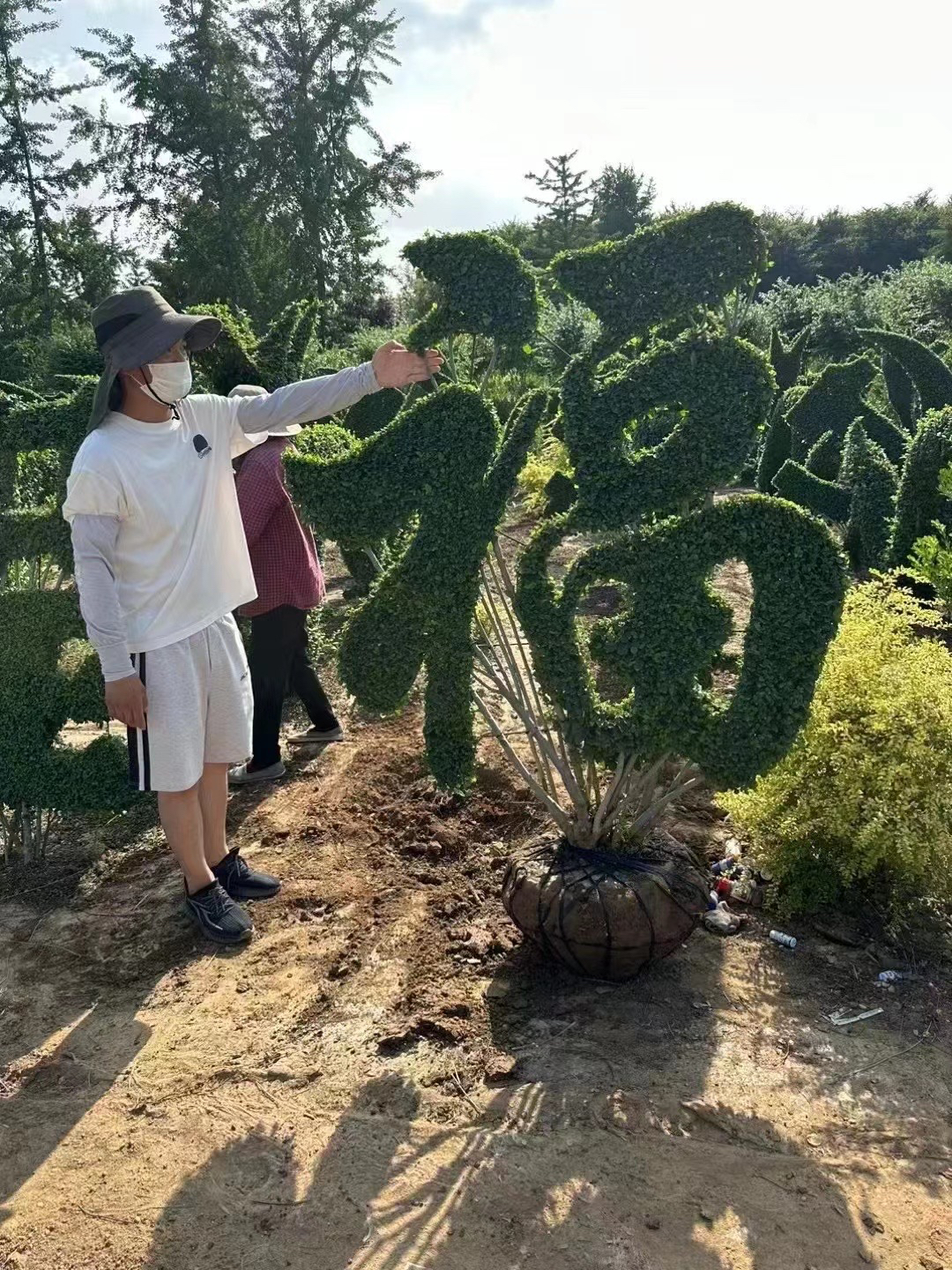 造型树植物造景、字体造型元宝 庭院花园景观