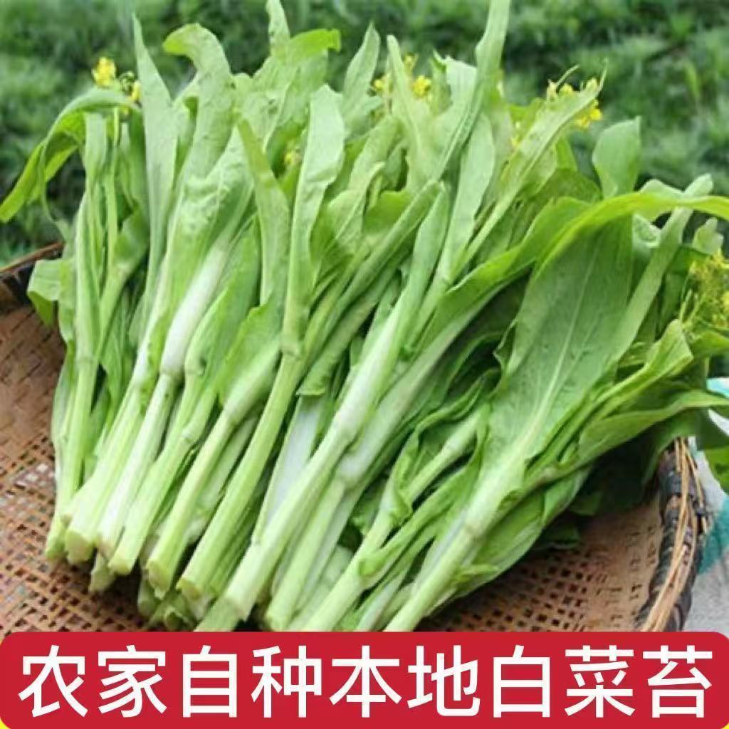 湖北武汉白菜苔露天种植无污染现摘现发嫩甜小白菜农家自种白菜芯