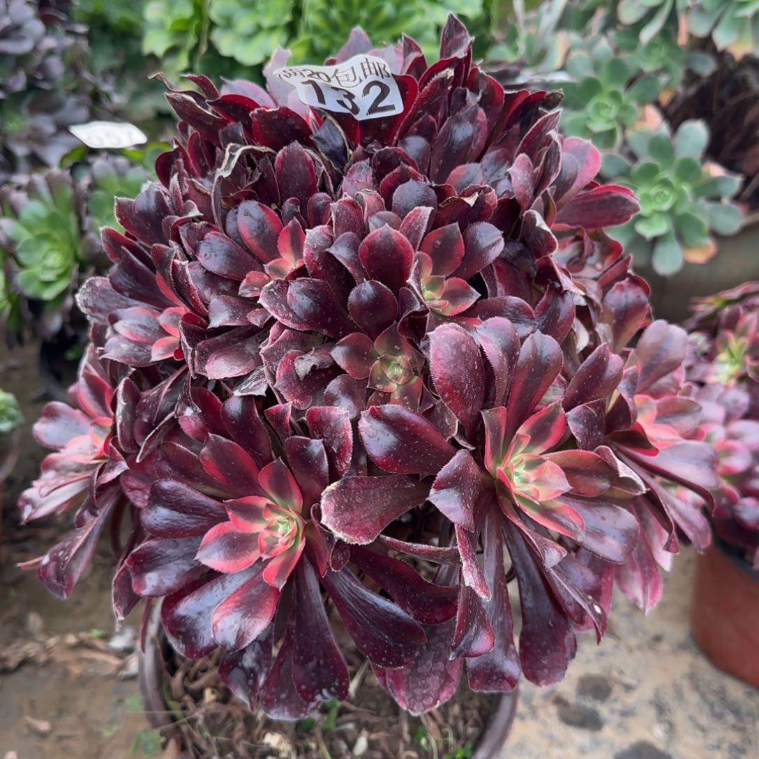 蒙娜丽莎132满20包邮断枝不包