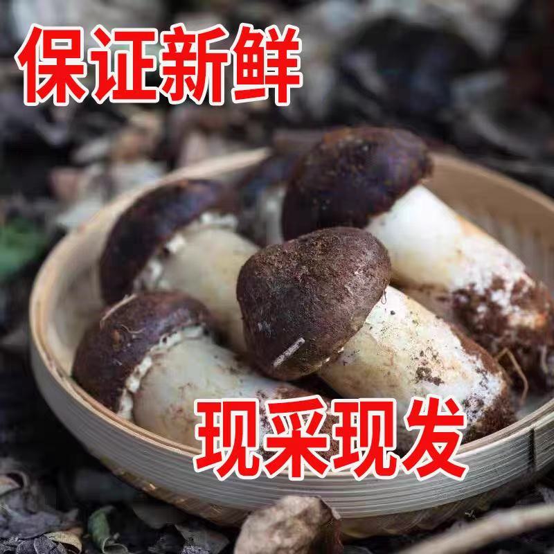 【顺丰冷链】新鲜赤松茸火锅食材现采现发基地直发一箱