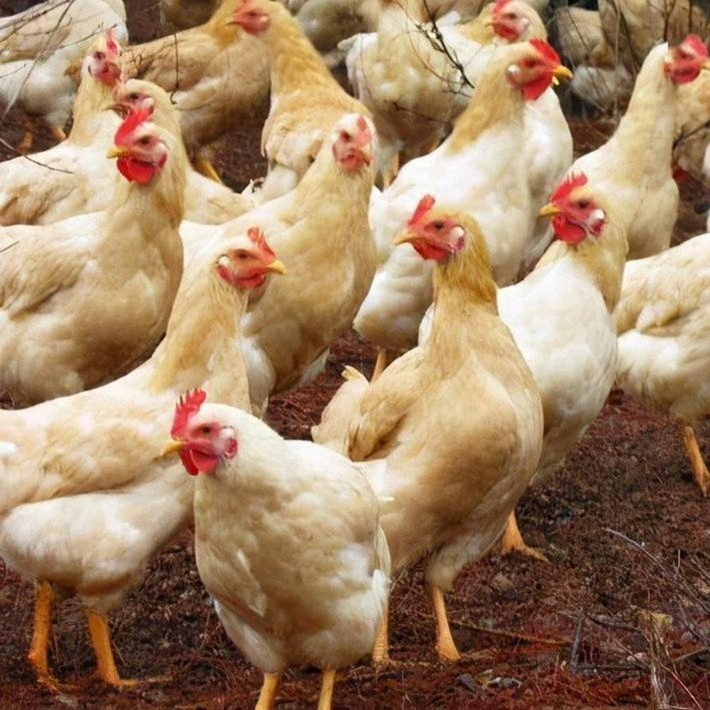 三黄鸡整鸡肉质鲜嫩到手10只