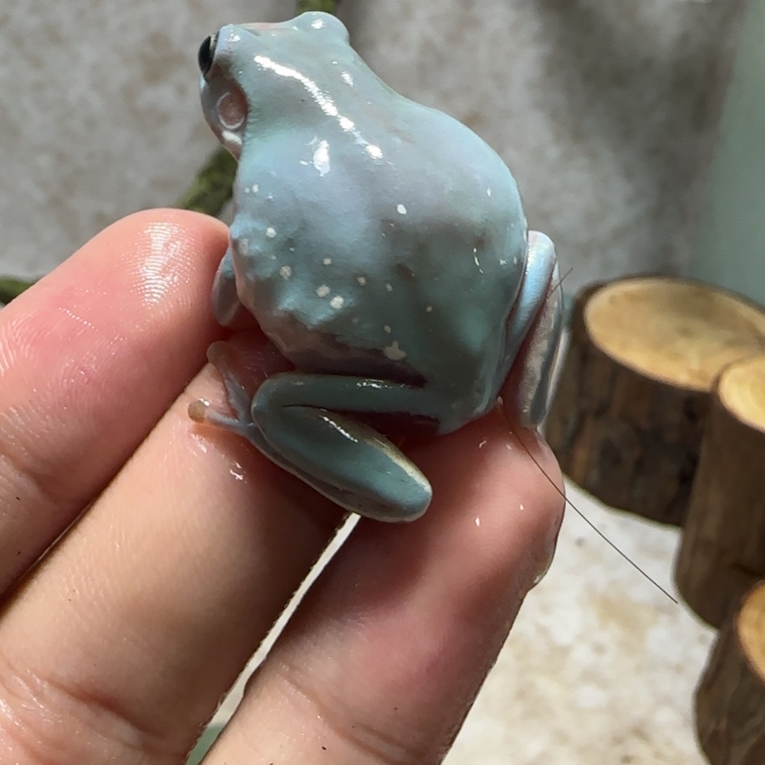老爷树蛙素皮蓝姥爷