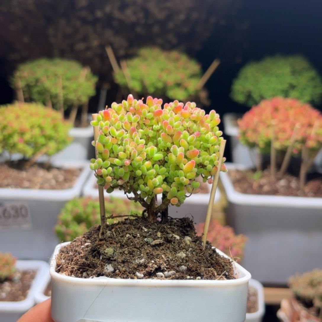 a**.枝干番杏蜜橘A631