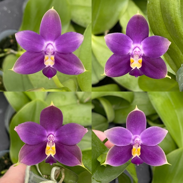 花农杰哥原生种珍奇类蝴蝶兰直播用链接 JG2353硬地狗