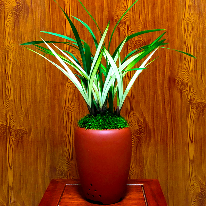 名贵兰花苗【高山春色】中透艺建兰盆栽室内花卉绿植四季花卉兰草