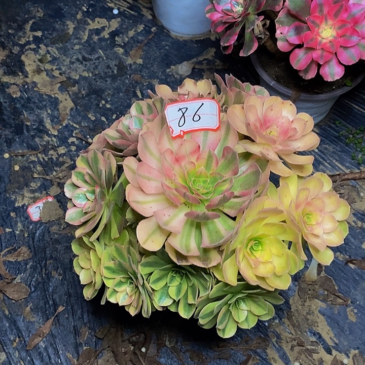 雨荷老桩捧花86号