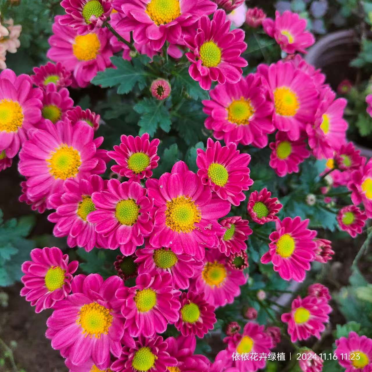 【紫玲珑】四季切花菊 多年生宿根植物 菊花  