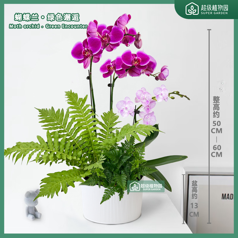 【带花花苞发货】蝴蝶兰礼品花盆栽室内绿植客厅办公室兰花大苗植物