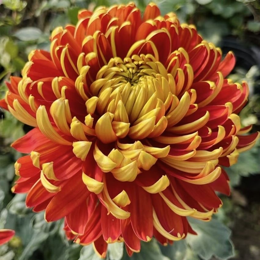 【金背大红菊花】带花苞精品菊花苗 九月菊大花耐寒盆栽