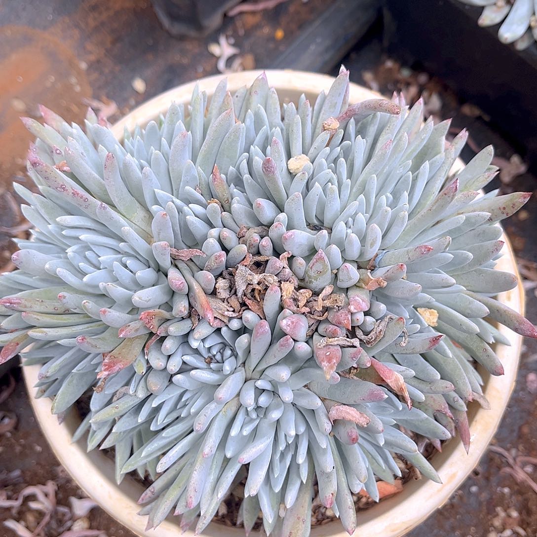 刘丹白菊朵朵缀化