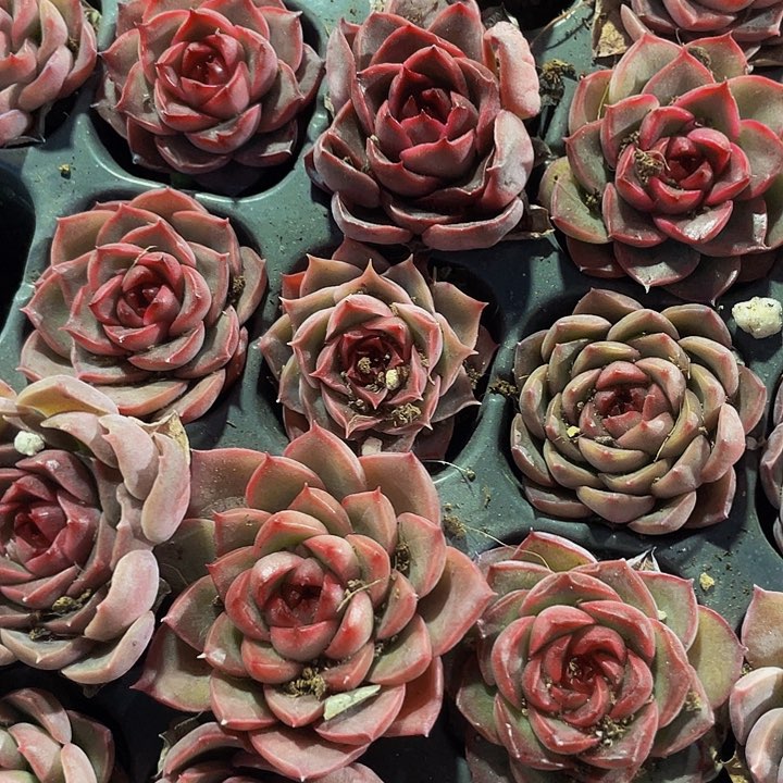 小贵夫人1.5带土发