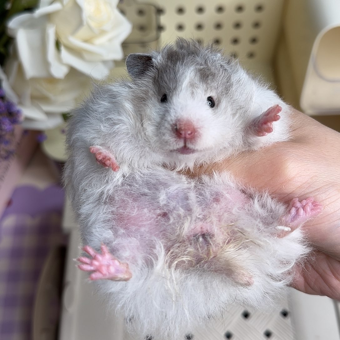 15卷毛黑黄波妹妹4.4生日