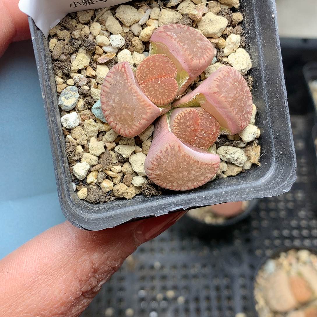 B297多肉植物保护研究所