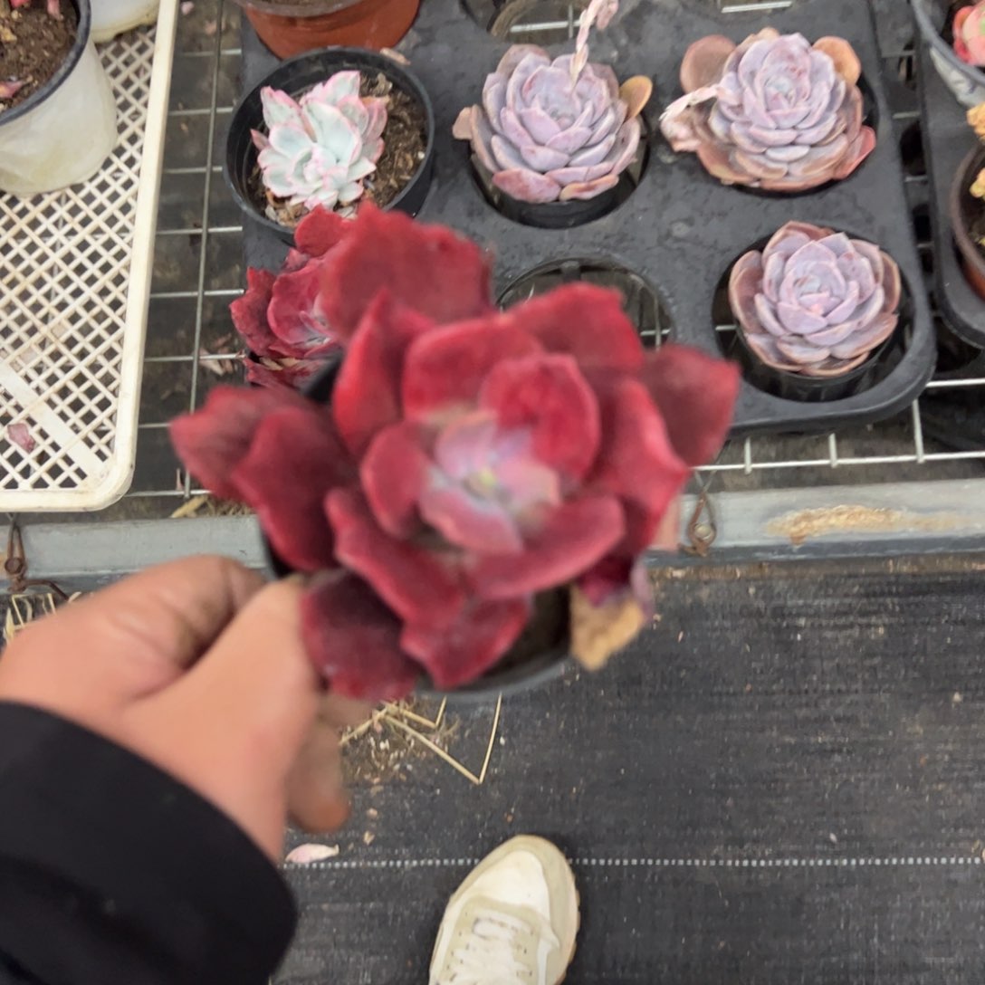 钻石锦单头控养老桩