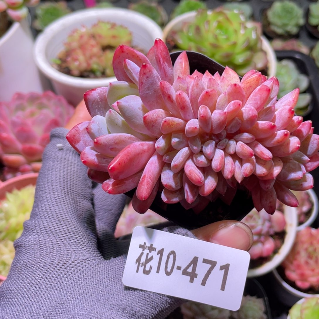 花利美10-471橙梦露缀化