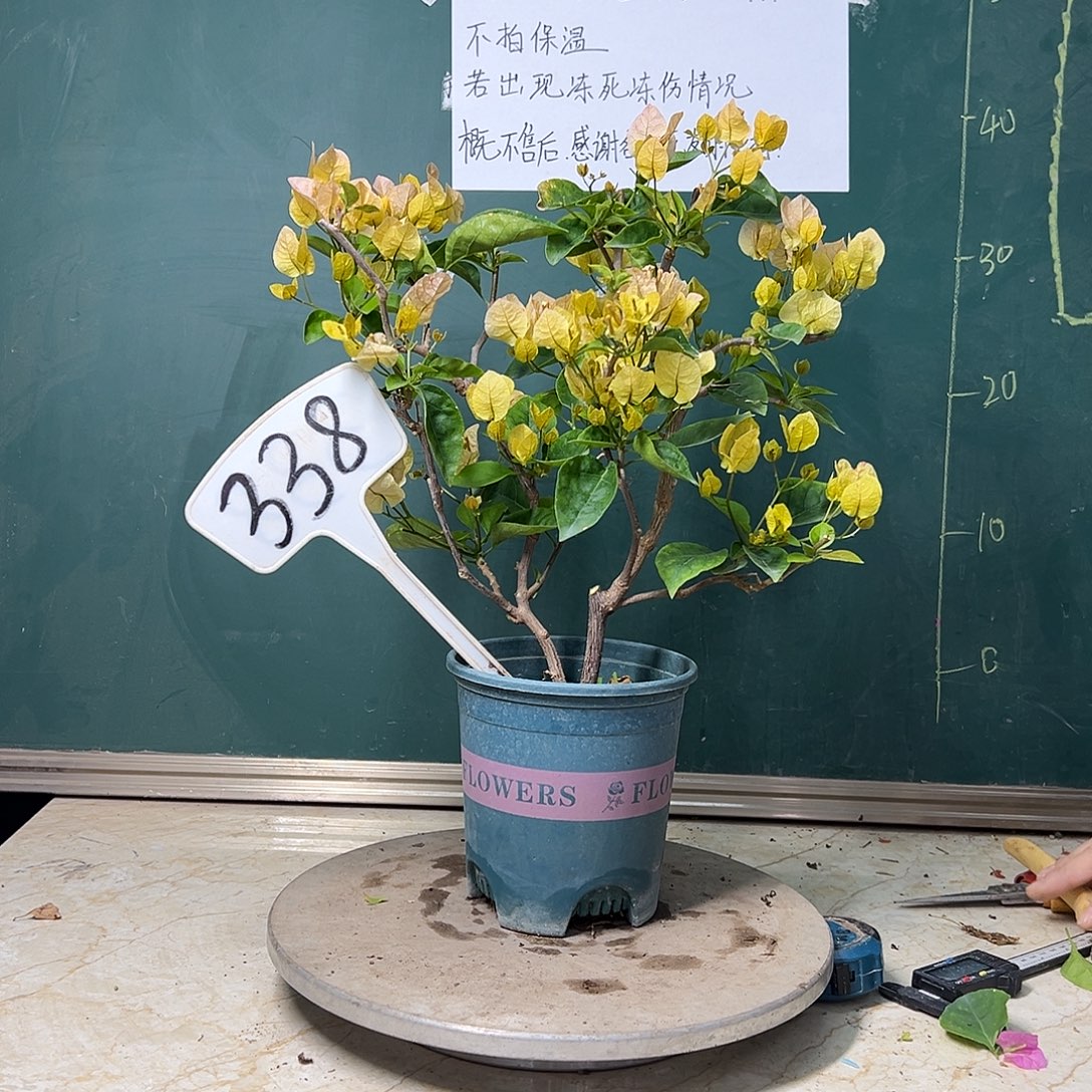 完全开放 福利   黄玫瑰    338