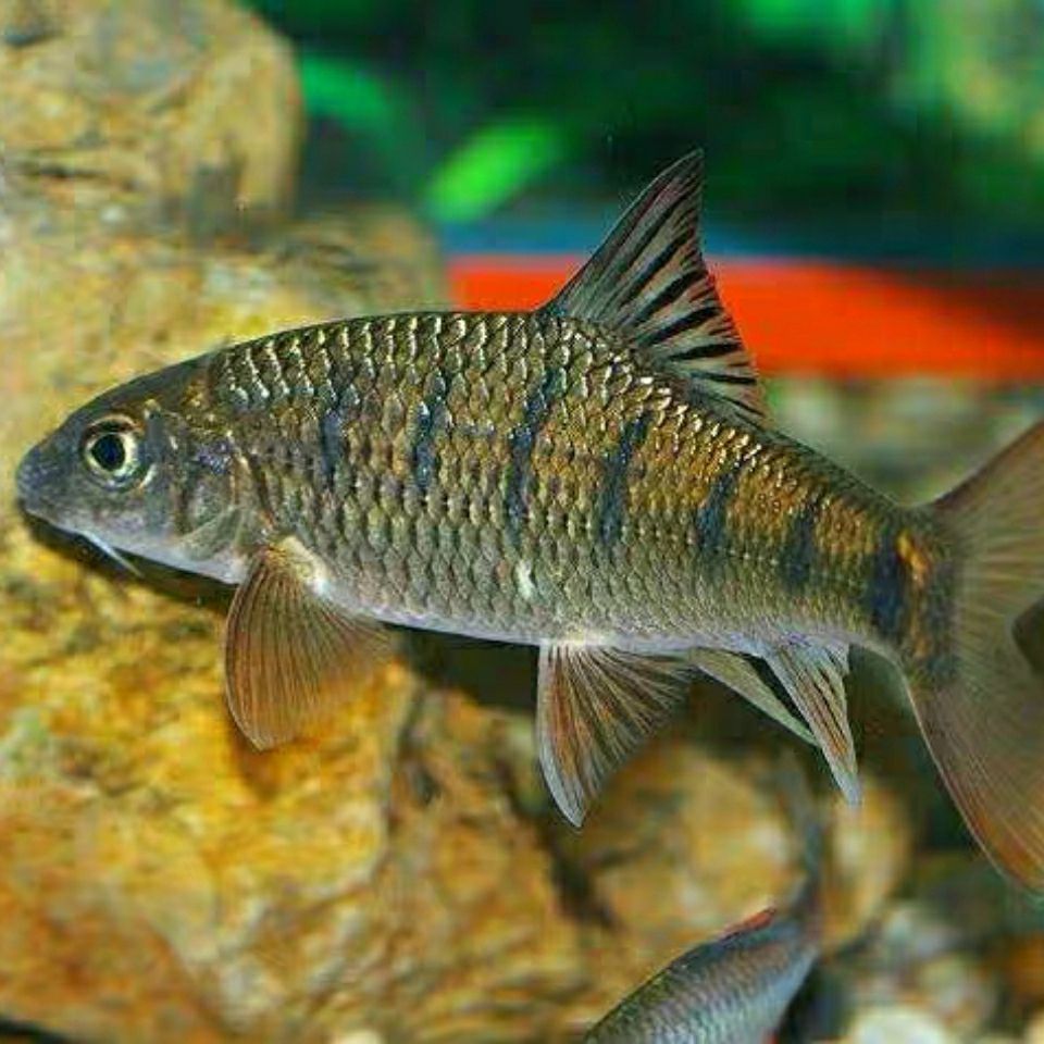 粤北原生态黄腹溪石斑观赏鱼冷水鱼皮实耐养可混养