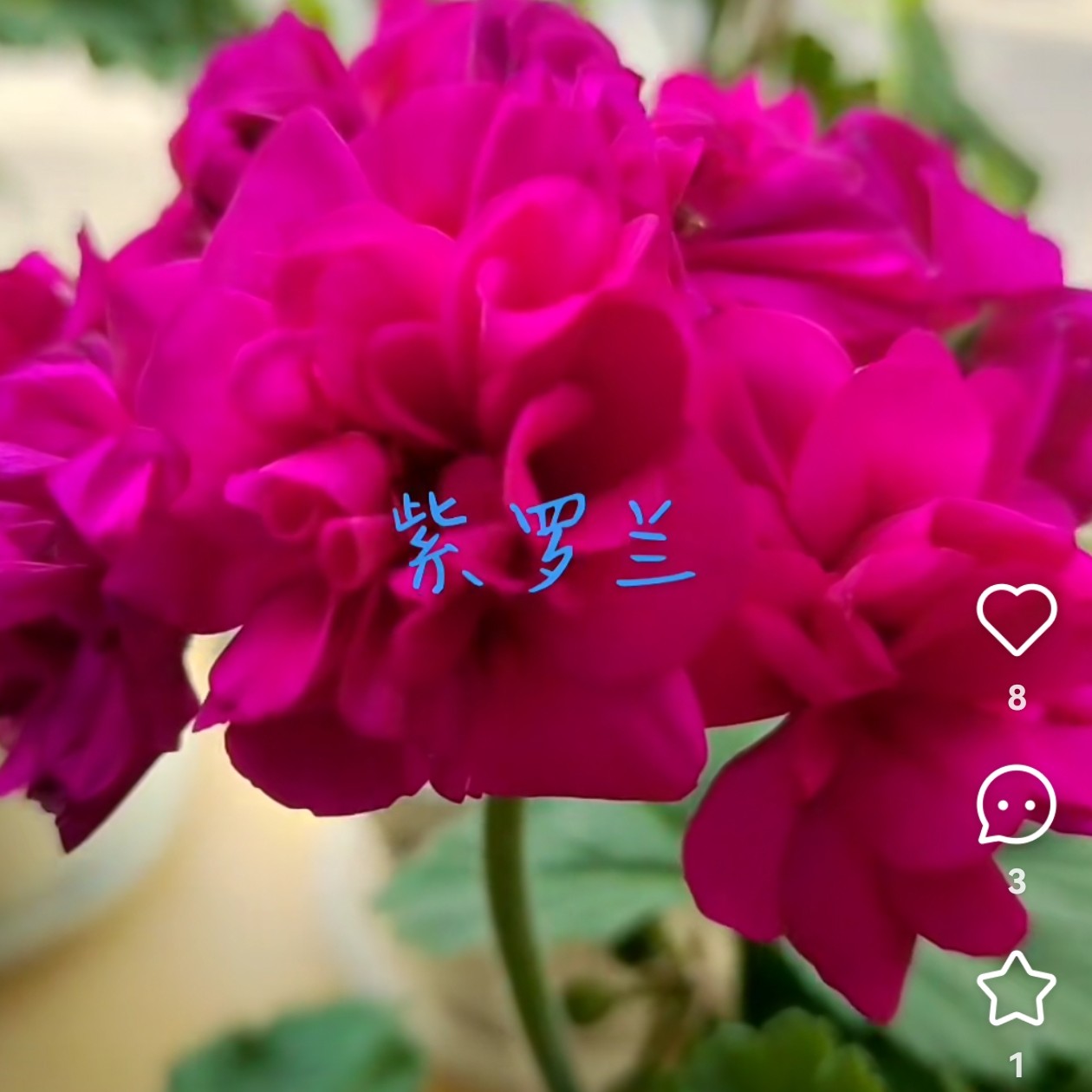 【紫罗兰】重瓣大花球天竺葵