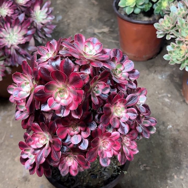 多肉植物香乃尔23