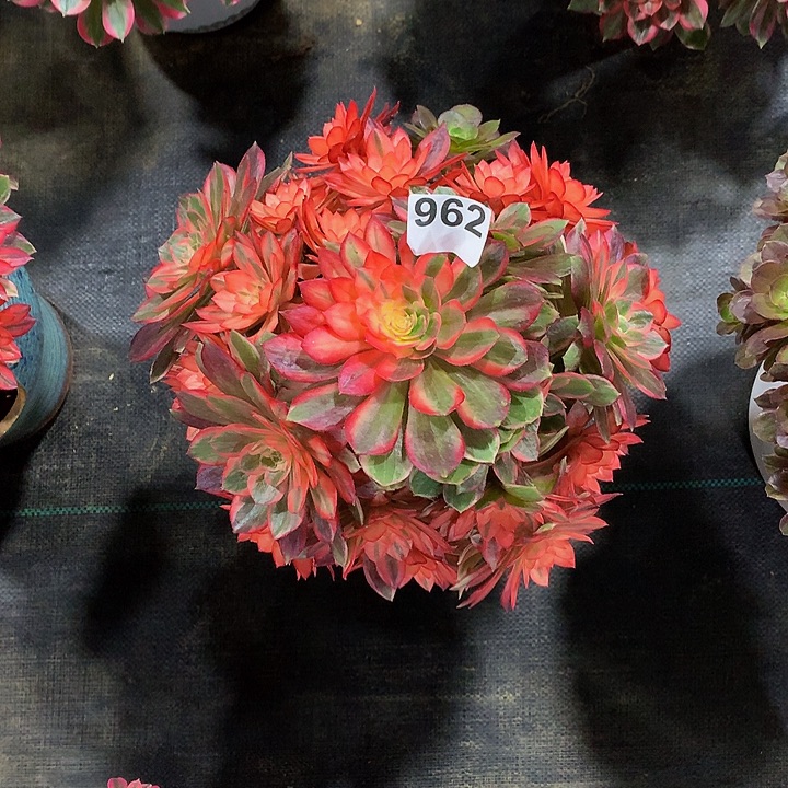 用***8法师黑魔锦96200000