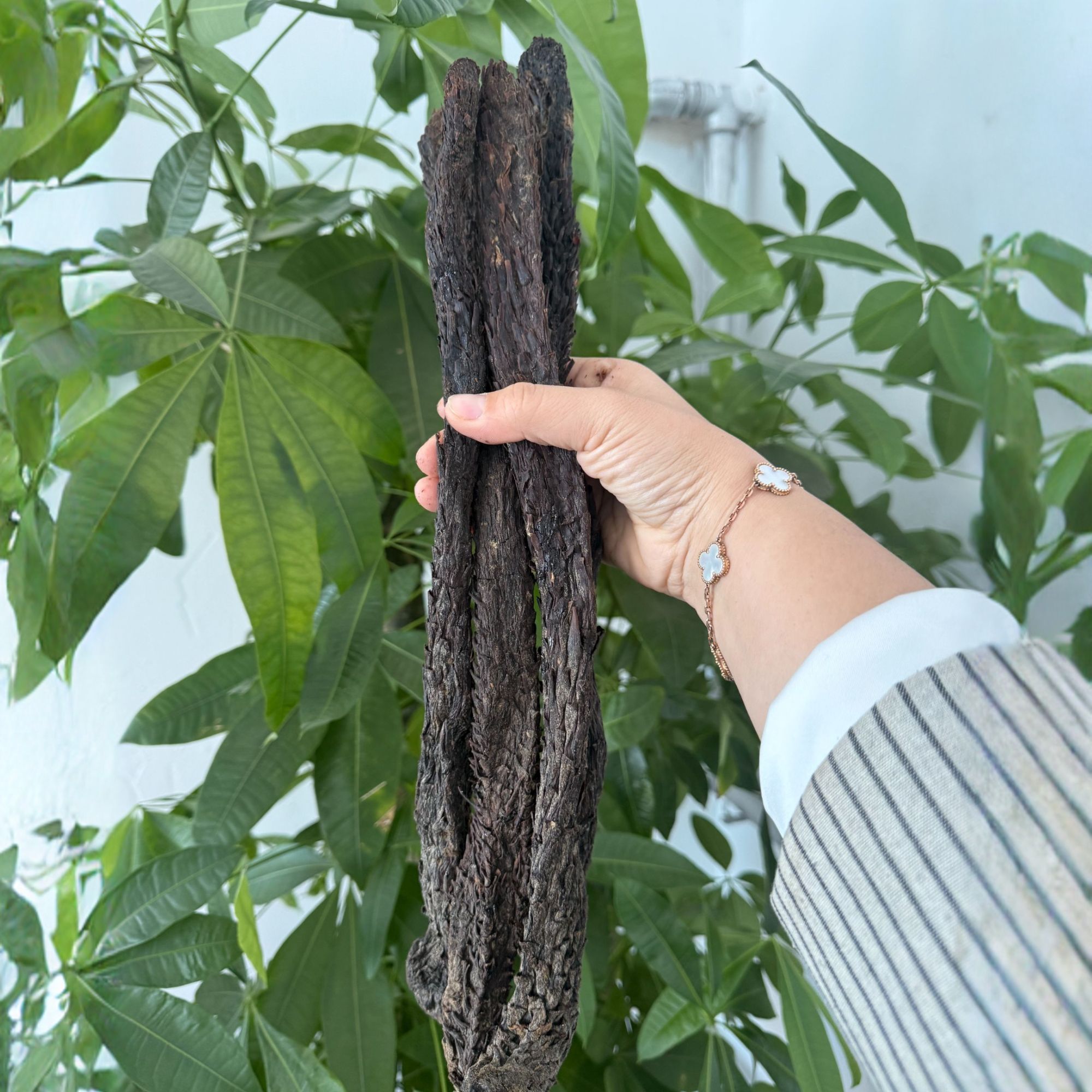 精选内蒙阿拉善肉苁蓉整根干货可用于泡酒