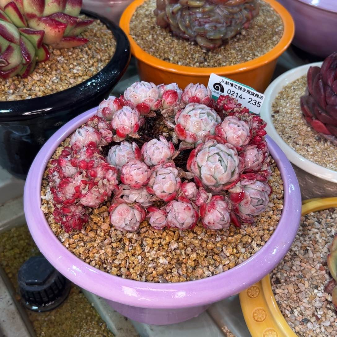 多肉一物一拍0214-235