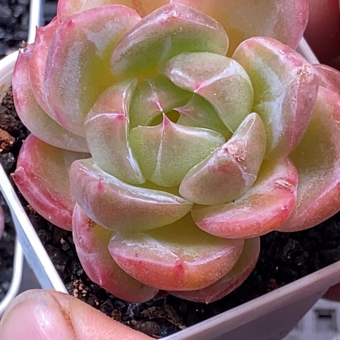 天官赐福百无禁忌