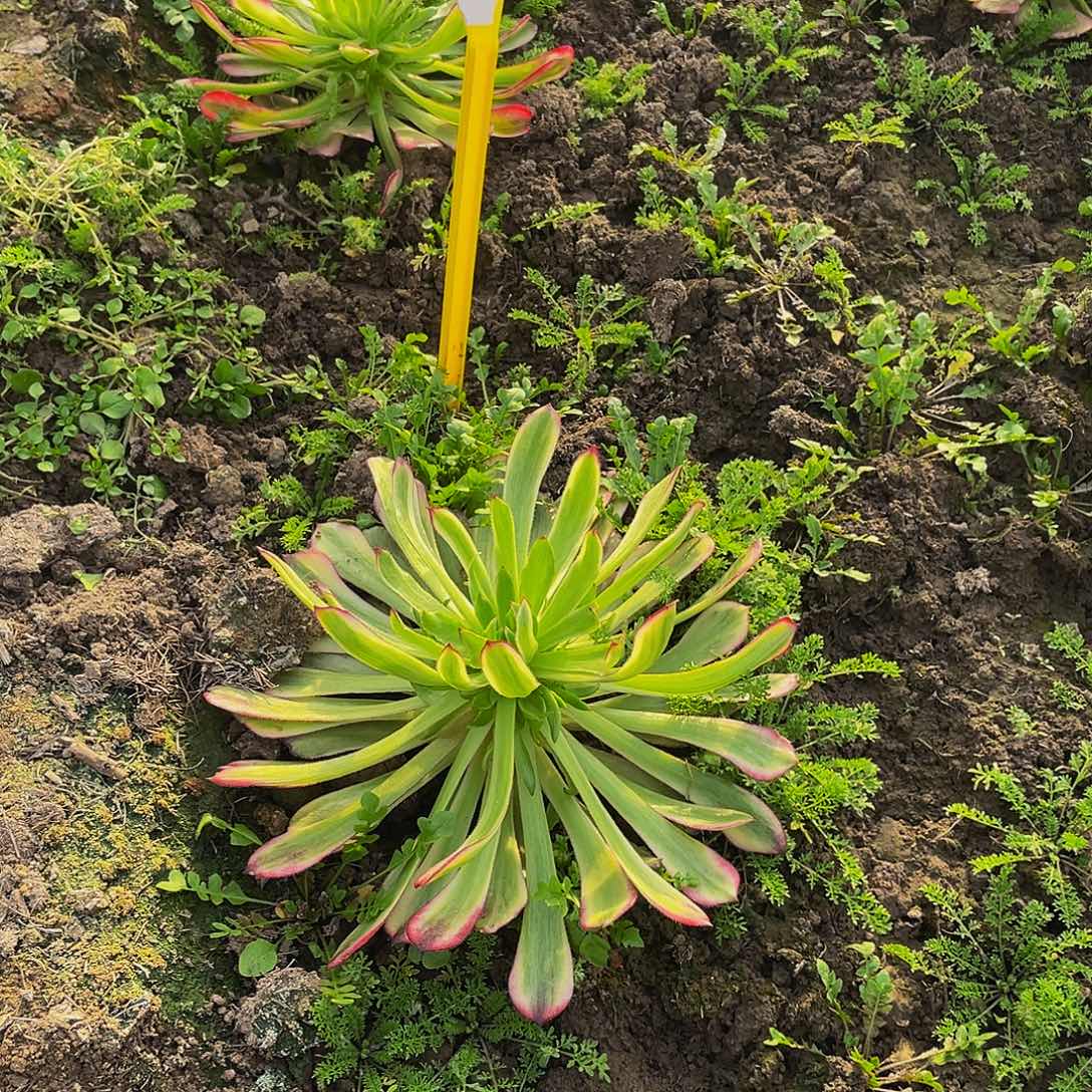 Z***9多肉法师辉煌寄养到秋天