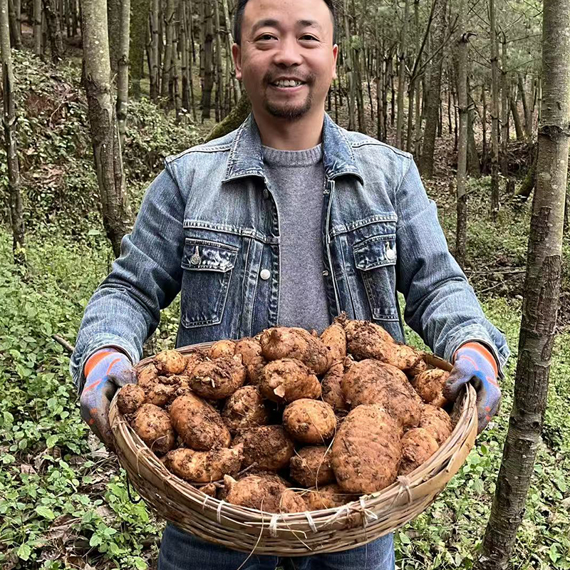 礼盒装云南花贵山鲜天麻高山林下仿野生种植三年乌天麻煲汤炒菜
